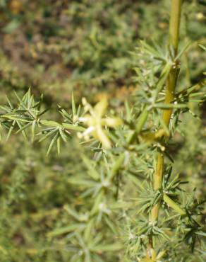 Fotografia 3 da espécie Asparagus acutifolius no Jardim Botânico UTAD
