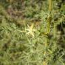 Fotografia 3 da espécie Asparagus acutifolius do Jardim Botânico UTAD