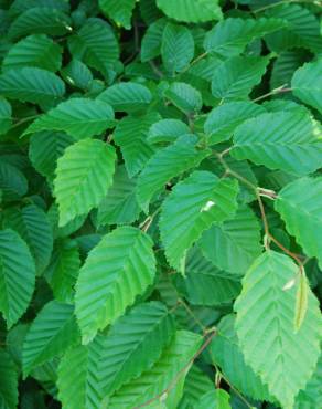 Fotografia 4 da espécie Carpinus betulus no Jardim Botânico UTAD