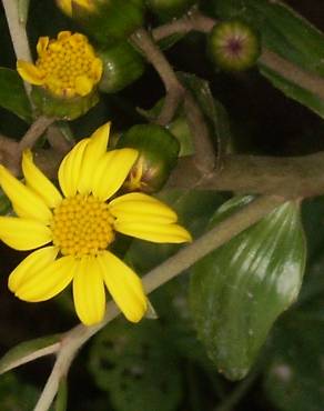 Fotografia 4 da espécie Farfugium japonicum no Jardim Botânico UTAD