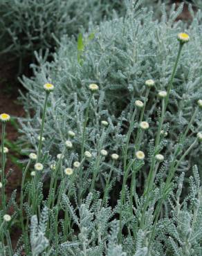 Fotografia 3 da espécie Santolina chamaecyparissus subesp. chamaecyparissus no Jardim Botânico UTAD