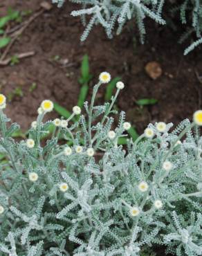 Fotografia 4 da espécie Santolina chamaecyparissus subesp. chamaecyparissus no Jardim Botânico UTAD