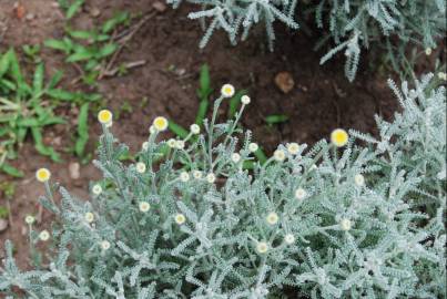 Fotografia da espécie Santolina chamaecyparissus subesp. chamaecyparissus