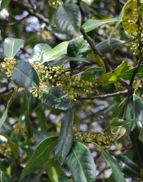 Fotografia 3 da espécie Ilex aquifolium no Jardim Botânico UTAD