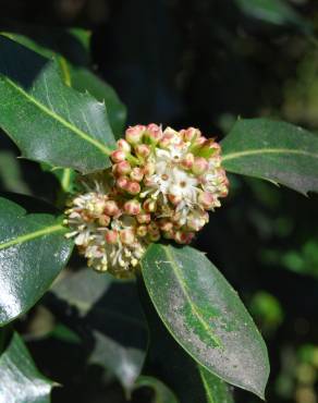 Fotografia 4 da espécie Ilex aquifolium no Jardim Botânico UTAD