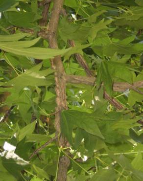 Fotografia 4 da espécie Liquidambar styraciflua no Jardim Botânico UTAD