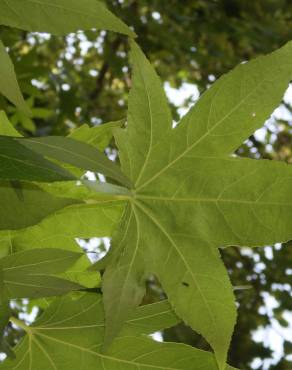 Fotografia 5 da espécie Liquidambar styraciflua no Jardim Botânico UTAD