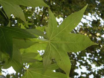 Fotografia da espécie Liquidambar styraciflua