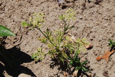 Fotografia da espécie Petroselinum crispum