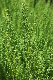 Fotografia da espécie Artemisia campestris subesp. maritima