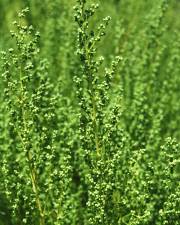 Fotografia da espécie Artemisia campestris