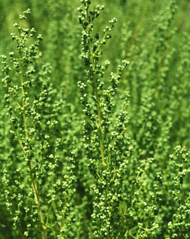 Fotografia de capa Artemisia campestris subesp. maritima - do Jardim Botânico