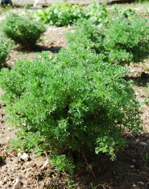Fotografia 2 da espécie Artemisia campestris subesp. maritima no Jardim Botânico UTAD