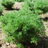Fotografia 2 da espécie Artemisia campestris subesp. maritima do Jardim Botânico UTAD