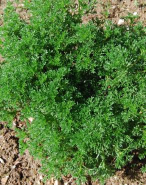 Fotografia 3 da espécie Artemisia campestris subesp. maritima no Jardim Botânico UTAD