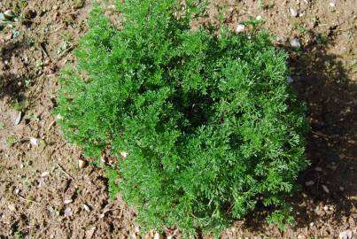 Fotografia da espécie Artemisia campestris subesp. maritima