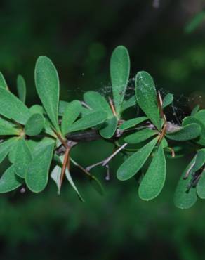 Fotografia 5 da espécie Berberis vulgaris no Jardim Botânico UTAD