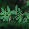 Fotografia 5 da espécie Berberis vulgaris do Jardim Botânico UTAD