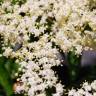 Fotografia 6 da espécie Sambucus nigra subesp. nigra do Jardim Botânico UTAD