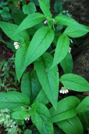 Fotografia da espécie Symphytum officinale subesp. officinale