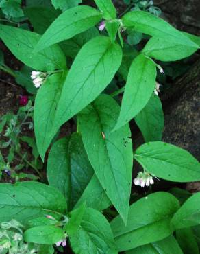 Fotografia 1 da espécie Symphytum officinale subesp. officinale no Jardim Botânico UTAD