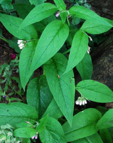 Fotografia de capa Symphytum officinale subesp. officinale - do Jardim Botânico