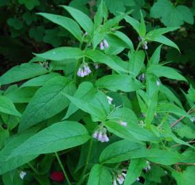 Fotografia da espécie Symphytum officinale subesp. officinale