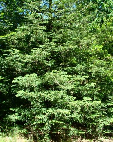 Fotografia de capa Abies grandis - do Jardim Botânico
