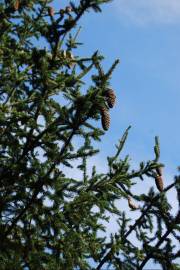 Fotografia da espécie Pseudotsuga menziesii var. menziesii