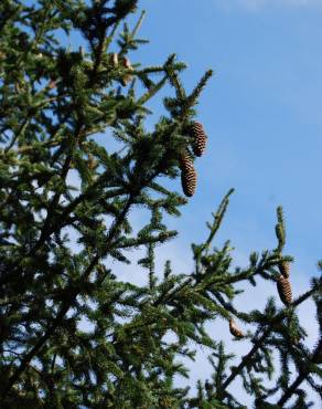 Fotografia 2 da espécie Pseudotsuga menziesii var. menziesii no Jardim Botânico UTAD