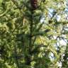 Fotografia 3 da espécie Pseudotsuga menziesii var. menziesii do Jardim Botânico UTAD