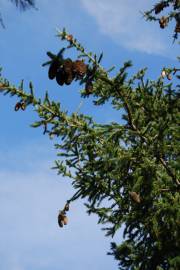 Fotografia da espécie Pseudotsuga menziesii var. menziesii