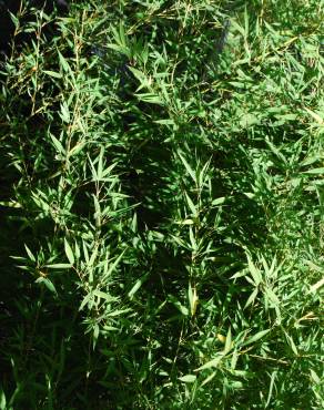 Fotografia 3 da espécie Phyllostachys aurea no Jardim Botânico UTAD