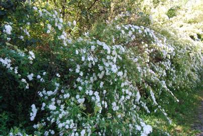 Fotografia da espécie Spiraea cantoniensis