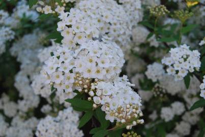 Fotografia da espécie Spiraea cantoniensis