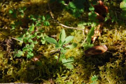 Fotografia da espécie Plumbago europaea