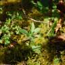 Fotografia 2 da espécie Plumbago europaea do Jardim Botânico UTAD