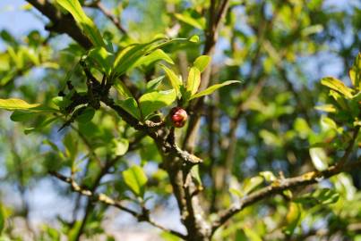 Fotografia da espécie Punica granatum