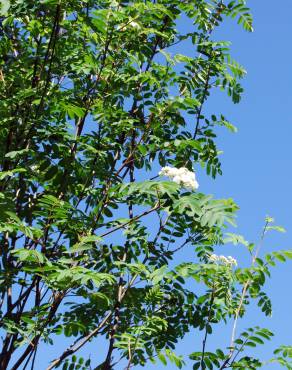 Fotografia 2 da espécie Sorbus aucuparia no Jardim Botânico UTAD