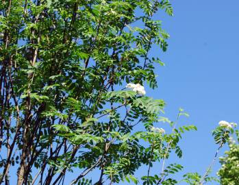 Fotografia da espécie Sorbus aucuparia