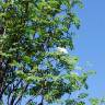 Fotografia 2 da espécie Sorbus aucuparia do Jardim Botânico UTAD