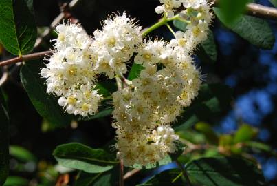 Fotografia da espécie Sorbus aucuparia