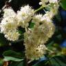 Fotografia 3 da espécie Sorbus aucuparia do Jardim Botânico UTAD