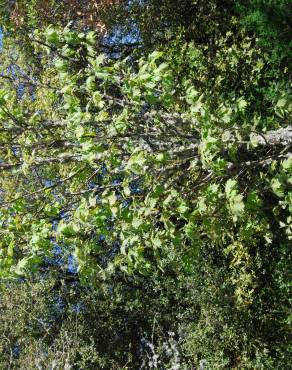 Fotografia 2 da espécie Sorbus torminalis no Jardim Botânico UTAD