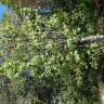 Fotografia 2 da espécie Sorbus torminalis do Jardim Botânico UTAD