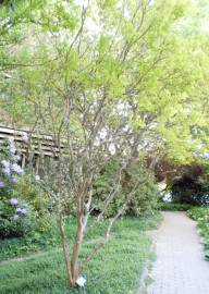 Fotografia da espécie Lagerstroemia indica