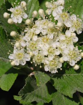 Fotografia 3 da espécie Sorbus aria no Jardim Botânico UTAD