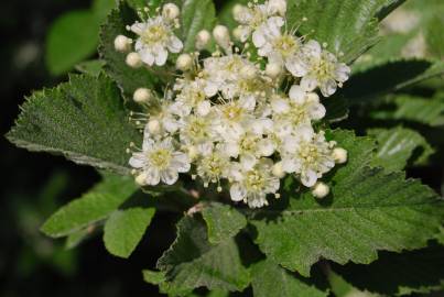 Fotografia da espécie Sorbus aria