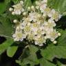 Fotografia 3 da espécie Sorbus aria do Jardim Botânico UTAD