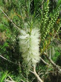 Fotografia da espécie Melaleuca armillaris